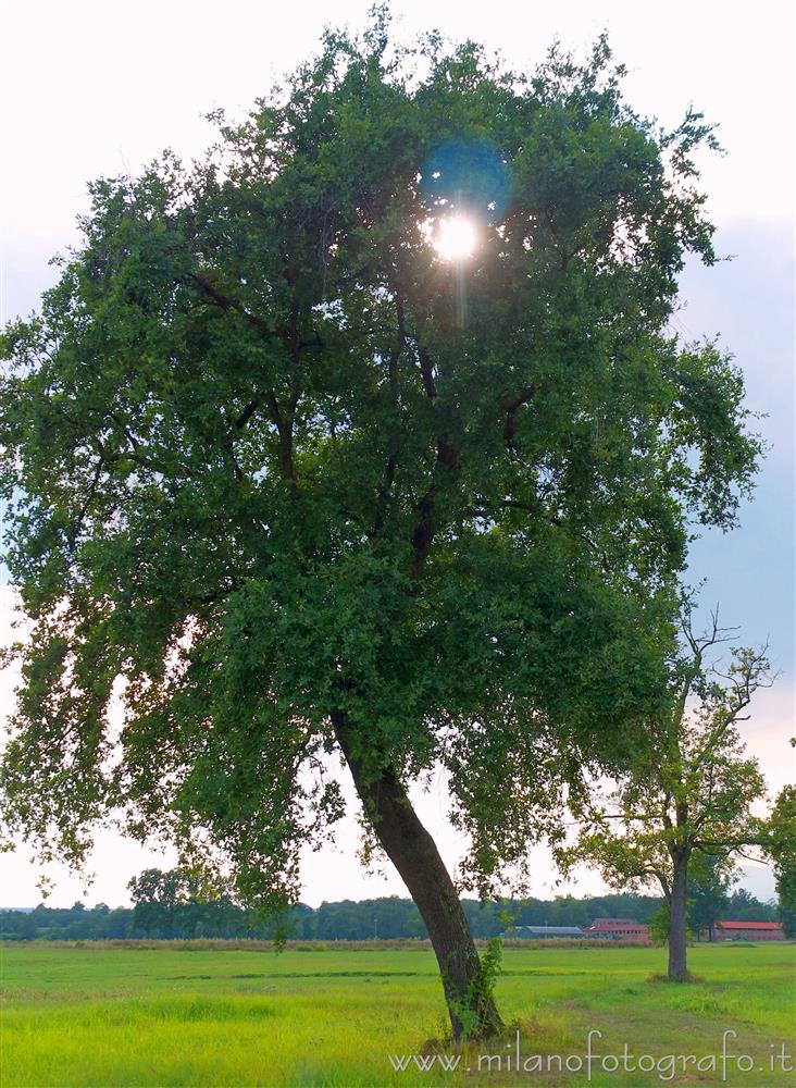 Candelo-Cossato (Biella, Italy) - Tree between the fields of the baraggia